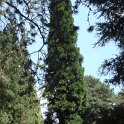 Calocedrus decurrens silhouette